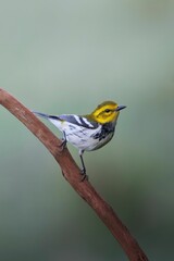 Poster - Vertical closeup of a Black-throated Gree Warbler perching on a wooden stick