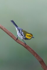 Poster - Vertical closeup of a Black-throated Gree Warbler perching on a wooden stick