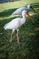 Wall Mural - Vertical closeup shot of beautiful white ibis birds in the field covered with green grass