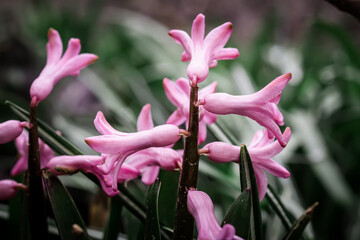 Wall Mural - Pink heacinth flowers in flower bed in spring after rain