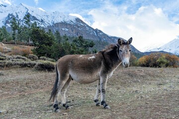 Canvas Print - Mule staring at the camera standing in the field