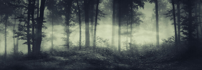Wall Mural - dark spooky forest panorama in fog