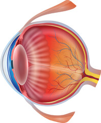 Poster - Detailed structure of the human eye on a white background. It is unlabeled, providing a clear view of the various parts.