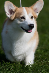 Poster - Adorable Pembroke Welsh Corgi portrait facing camera 