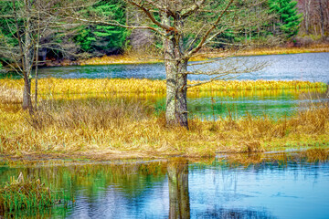 Wall Mural - With the warm weather that April brings, some of the grasses are starting to grow along the shore's edge at Hawkins Pond in Upstate NY.  Dry grass is still the norm in the marsh in early Spring.