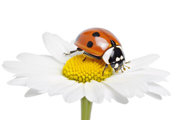 Wall Mural - close up red ladybug on camomile flower, transparent background, spring concept, generative ai