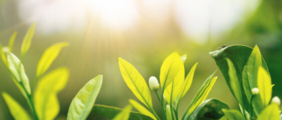 Poster - Natural background with young juicy green foliage and white buds in sunlight.