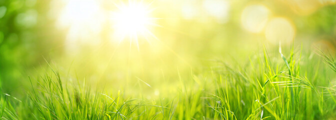 Natural background with young juicy green grass in sunlight with beautiful bokeh. Summer spring panorama banner.