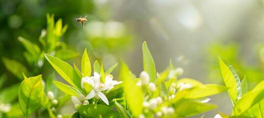 Wall Mural - Beautiful natural background with orange tree foliage and flowers and a bee outdoors in nature.