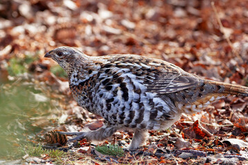 Wall Mural - Ruffed grouse is  walking in the woods in spring and looking for food.