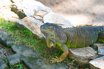 Wall Mural - green color iguana lizard in nature. photo of iguana lizard reptile. iguana lizard outdoor.