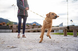 Fototapeta Panele - Puppy pulling her owner on a leash