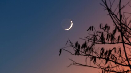 Sticker - Timelapse video of the tree and moon in the phase of the waning crescent in the sky