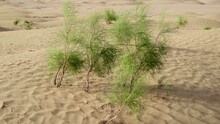 Green Plants Growing On The Sand Dunes In Desert