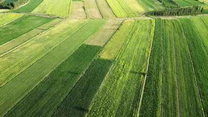 Wall Mural - Aerial video of smooth green farm fields on a sunny day