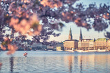 Fototapeta Kawa jest smaczna - Sunrise in Hamburg with Cherry Blossoms. High quality photo
