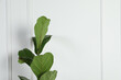 Beautiful ficus near white wall, space for text. Exotic houseplant
