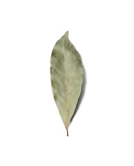 One aromatic bay leaf on white background, top view