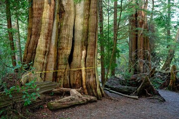 Sticker - A large grove of trees located in a dense tranquil forest setting