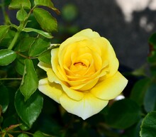 Closeup Shot Of An Opened Bright Yellow Rose In A Garden