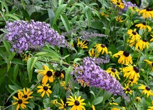 Closeup Of Purple Buddleia, Butterfly Bush Flowering Plant And Yellow Rudbeckia Flowerheads