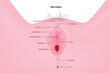 female external genitalia