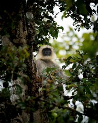 Wall Mural - Close-up shot of an Indian langur monkey perched in a lush green tree