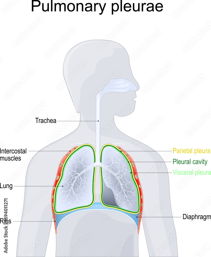 Pulmonary pleurae. lungs Anatomy Stock Vector | Adobe Stock