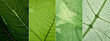 © Saulo Studio - A close-up of a green leaf pattern with veins. Generative Ai.