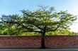 Closeup of a beautiful lush tree in front of a brick wall against a blue sky