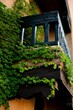 Vertical low angle shot of beautiful green vine branches on a wooden balcony