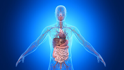 Wall Mural - 3d rendered illustration of a man's cardiovascular and digestive system