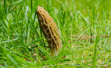 Mushroom Morels In The Grass For The Background