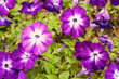 winter park orlando florida park avenue Petunia is genus of 20 species of flowering plants of South American origin. The popular flower of the same name derived its epithet from the French, which took