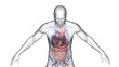 © Sebastian Kaulitzki - 3d illustration of a man's cardiovascular and digestive system