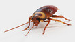 3d illustration of a cockroach