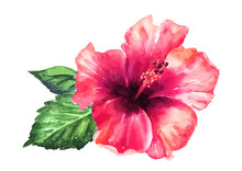 Big Bright Red Exotic Hibiscus Flower, Or Chinese Rose,  Hand Drawn Watercolor Illustration, Isolated On White Background