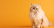 white persian cat portrait bright yellow gradient background. with copy space. generative ai
