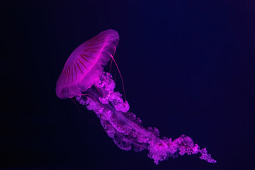 Wall Mural - Fluorescent jellyfish swimming underwater aquarium pool with pink neon light. The South American sea nettle chrysaora plocamia in blue water, ocean. Theriology, tourism, diving, undersea life.