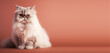 white persian cat portrait pink background. with copy space. generative ai