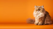 brown persian cat portrait orange background. with copy space. generative ai