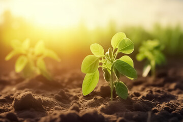 Wall Mural - Small sprout of a soybean plant grow in rows on an agricultural field. The plant reaches for the sun. 