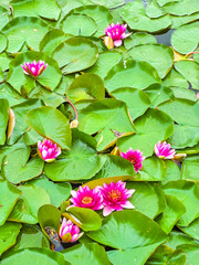 Canvas Print - Bright flowers and green leaves of Nymphaea Escarboucle (waterlily) on the lake