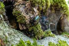 Metal Green Beetle On Mossy Wood
