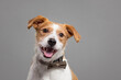 cute jack russell type mixed breed dog close up portrait in the studio on a grey background