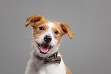 Cute Jack Russell Type Mixed Breed Dog Close Up Portrait In The Studio On A Grey Background