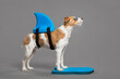 cute jack russell type mixed breed dog wearing a swim win, swimming goggles standing on a kickboard in the studio on a grey background