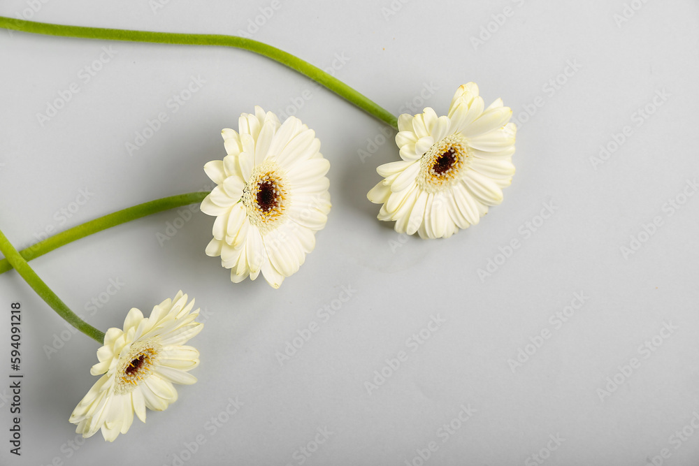 White gerbera flowers on grey background