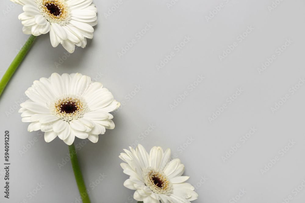 White gerbera flowers on grey background