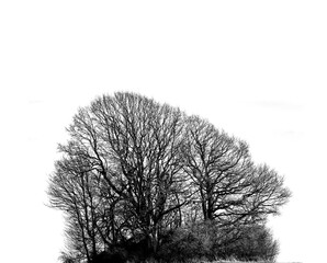 Forest, silhouette and isolated tree on transparent background with branches, shadow and bare in winter. Forest, agriculture and trees for ecology, sustainability and natural environment